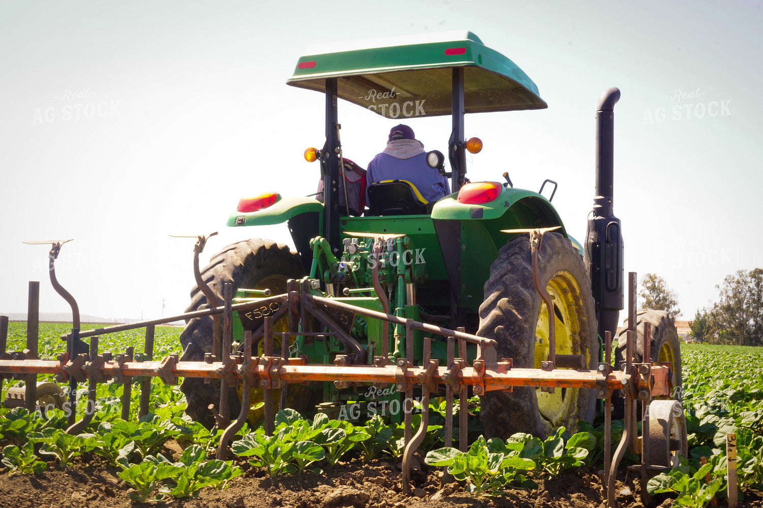 Working Lettuce Field 148012