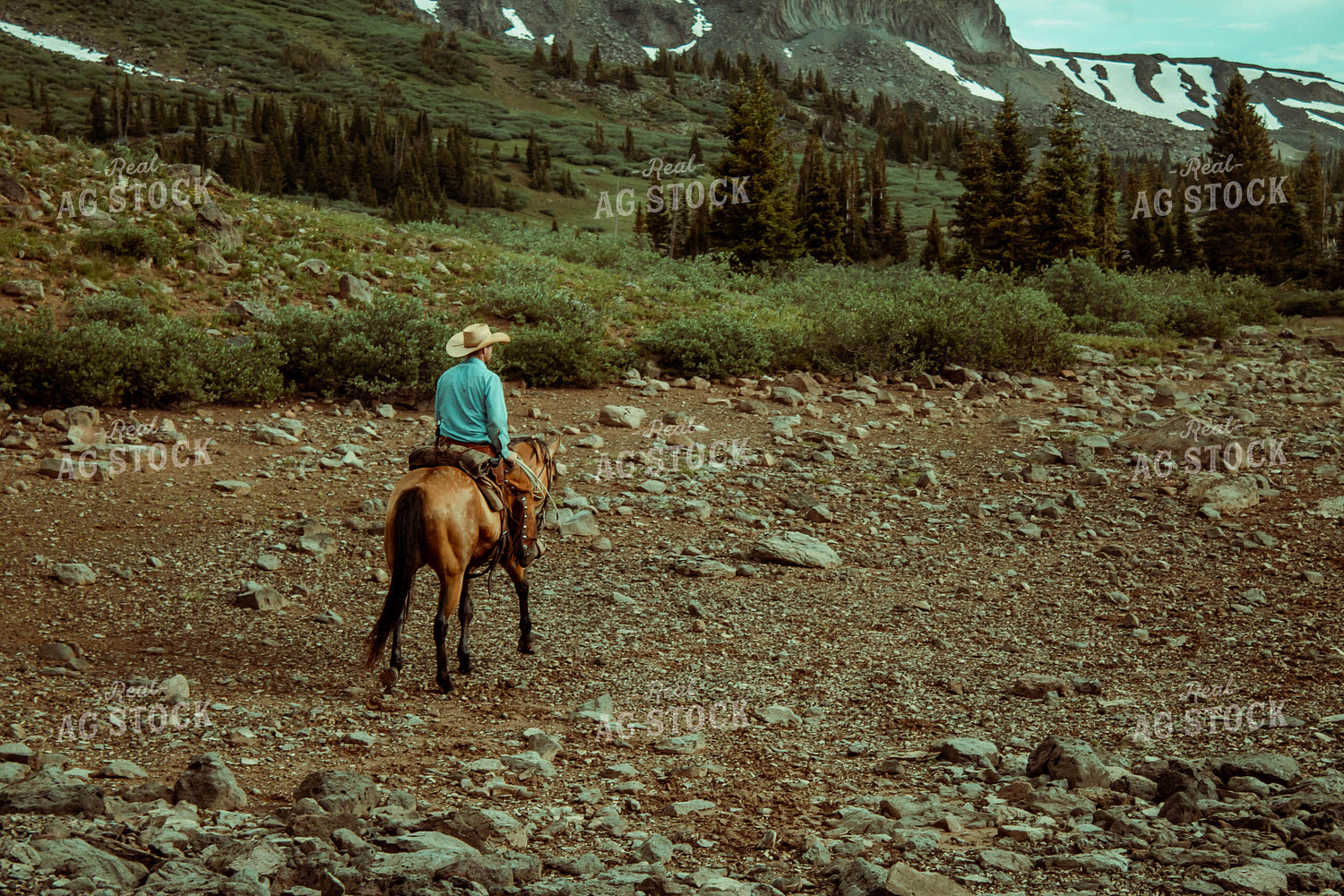 Riding Horse in Mountains 58010
