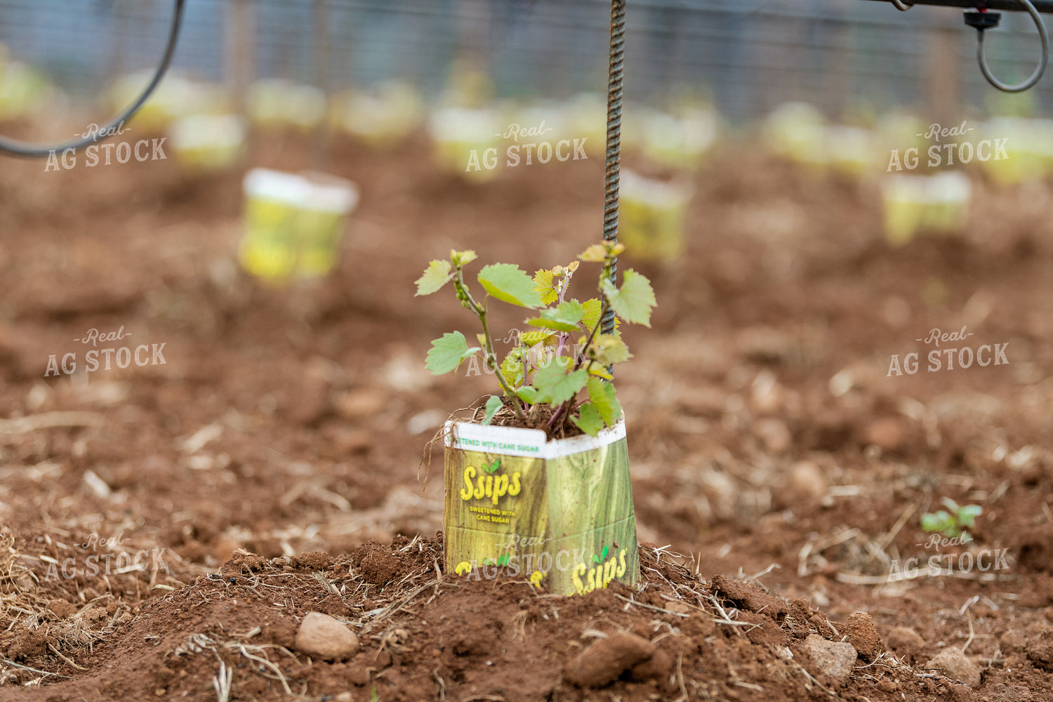 Vineyard Grape Production 107026