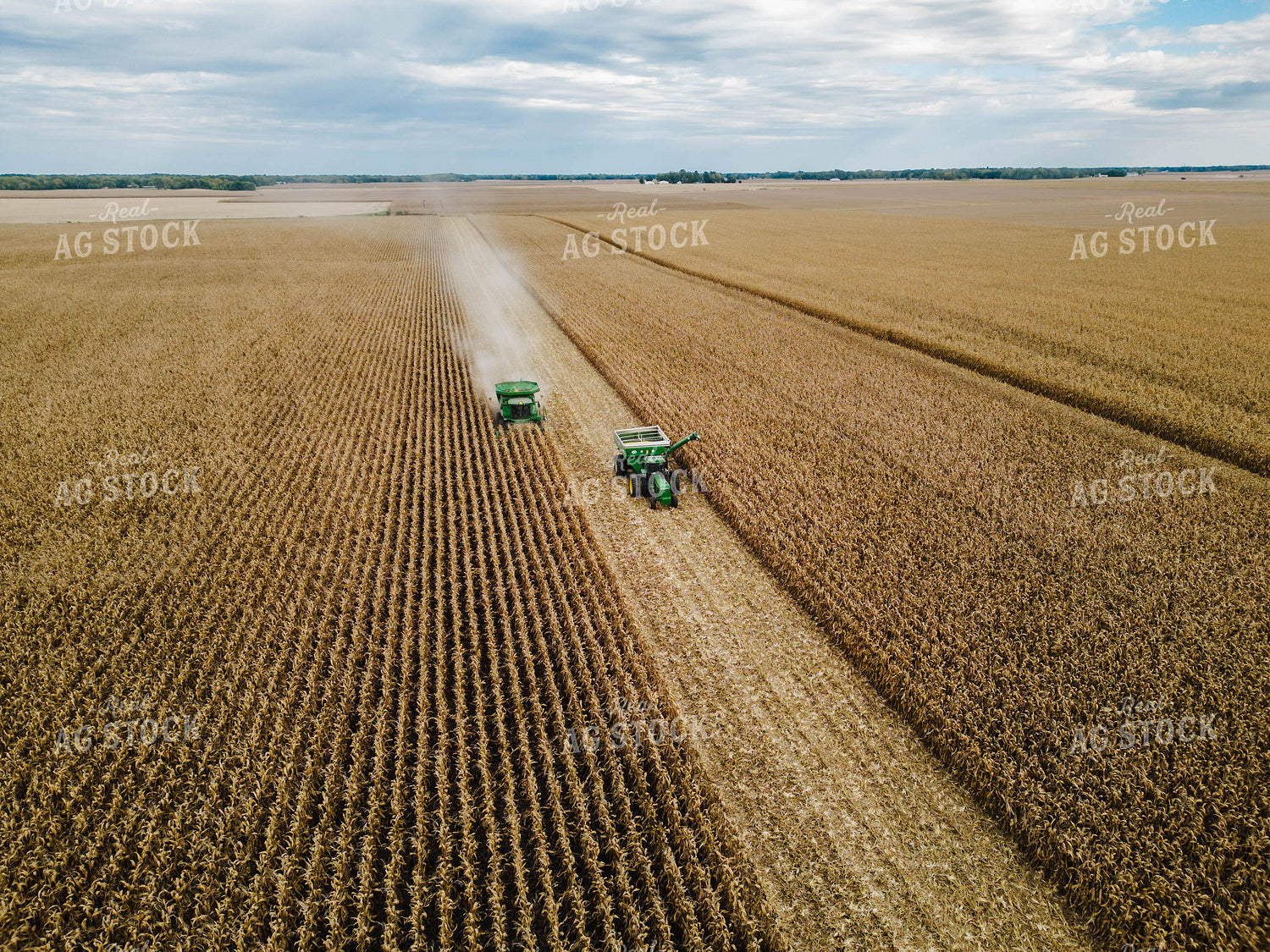 Corn Harvest 115101