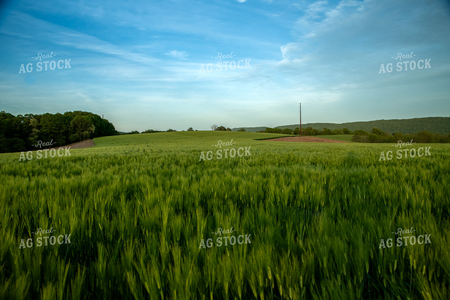 Barley Field 76582