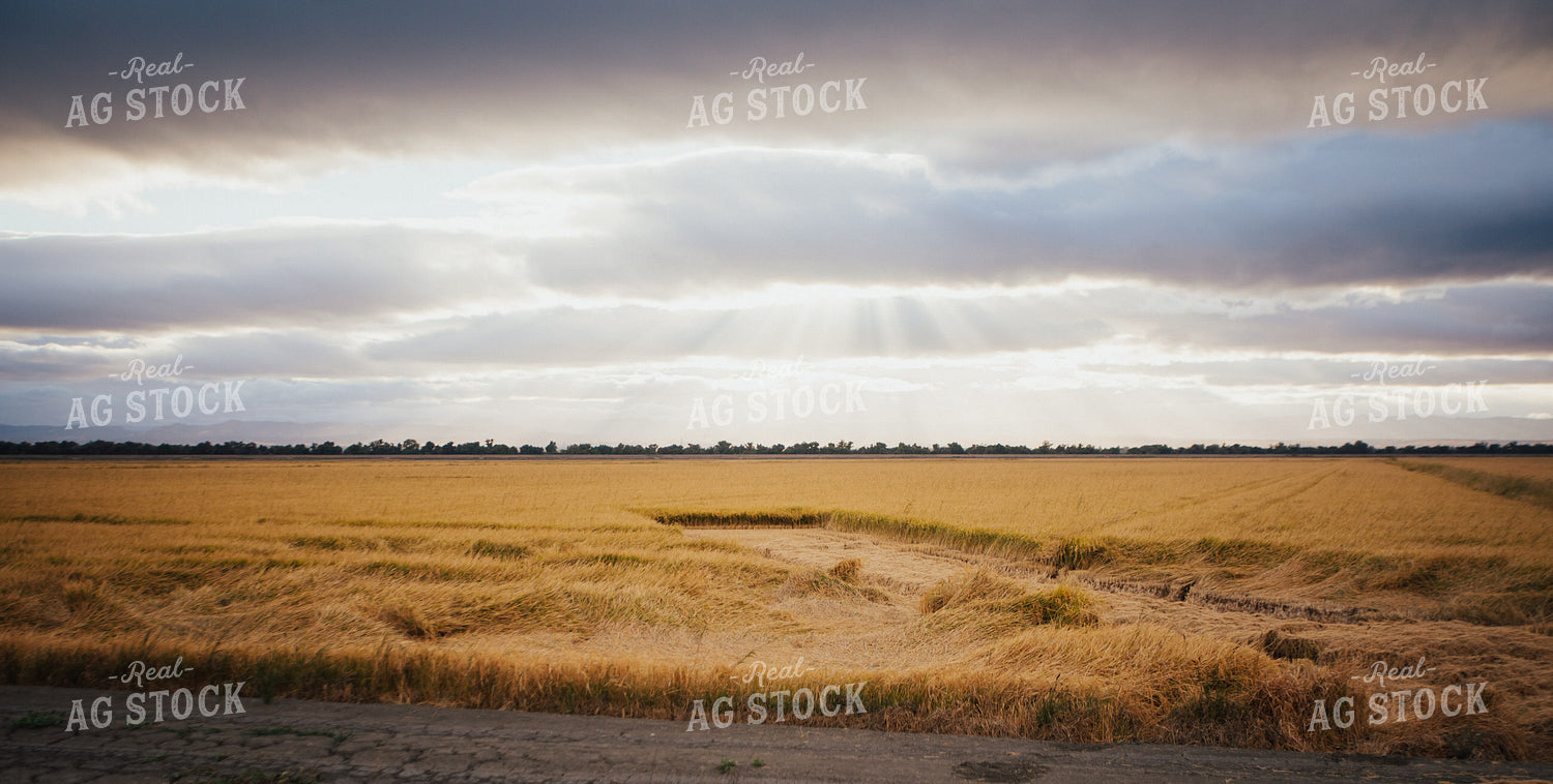 Rice Field 180007