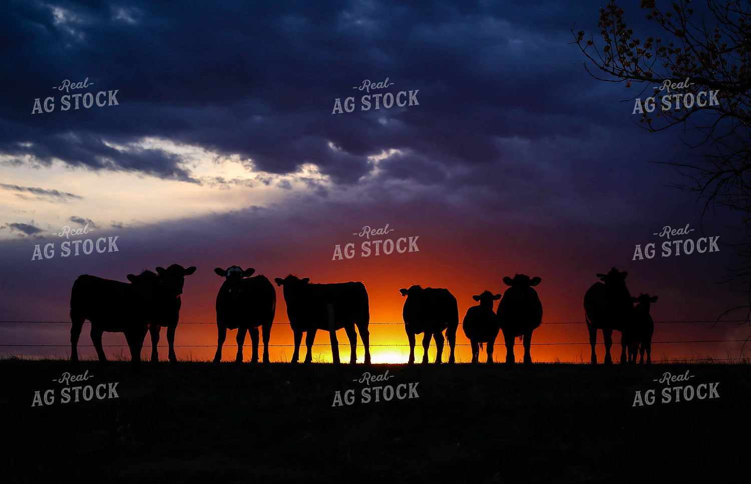 Cattle Silhouette at Sunset 219026