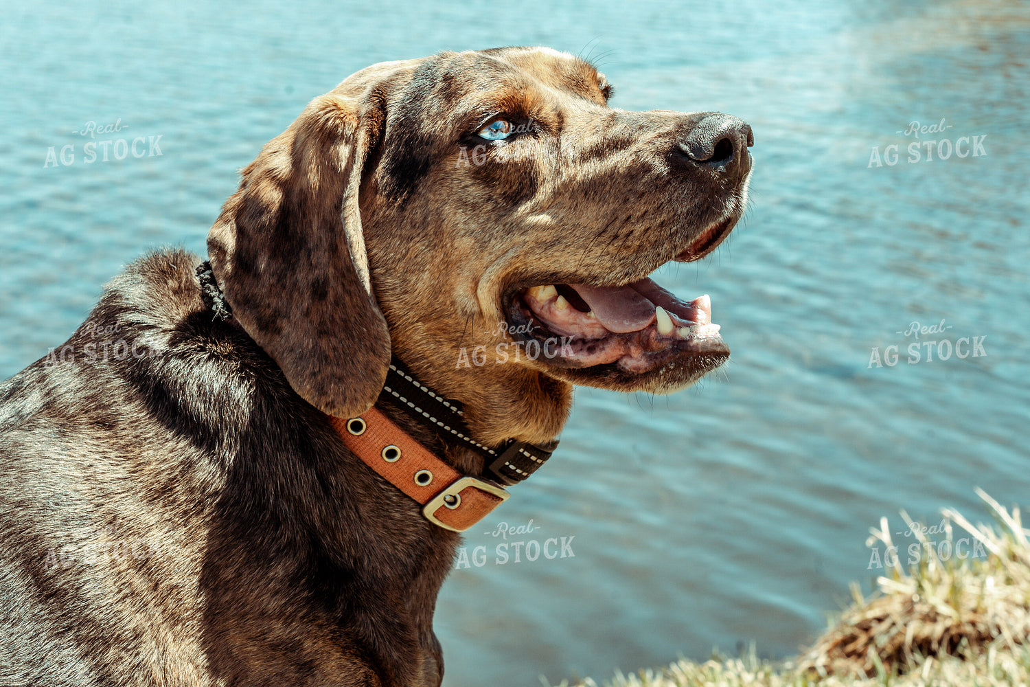 Dog Near Lake 58051