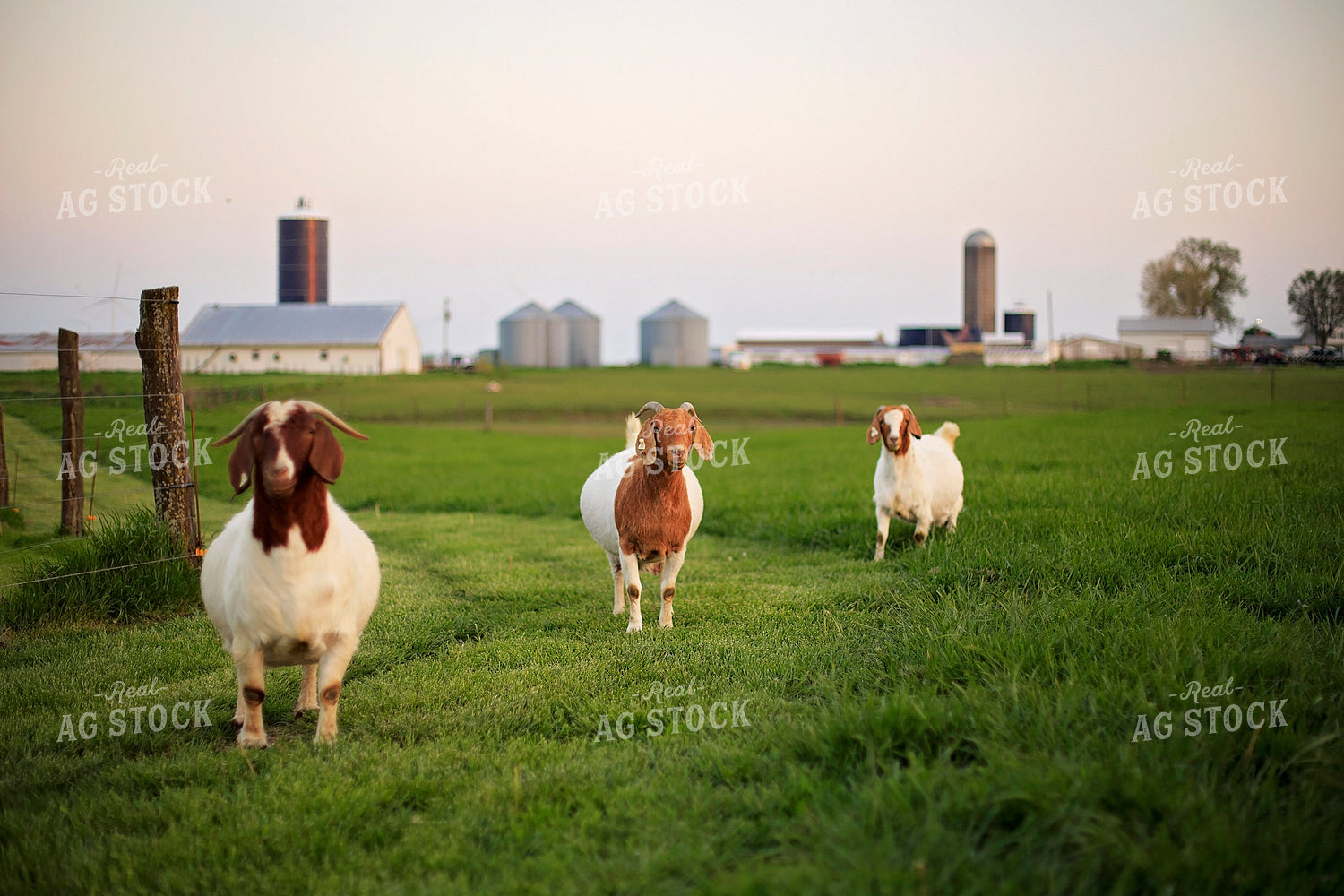 Goats in Farmyard 93142