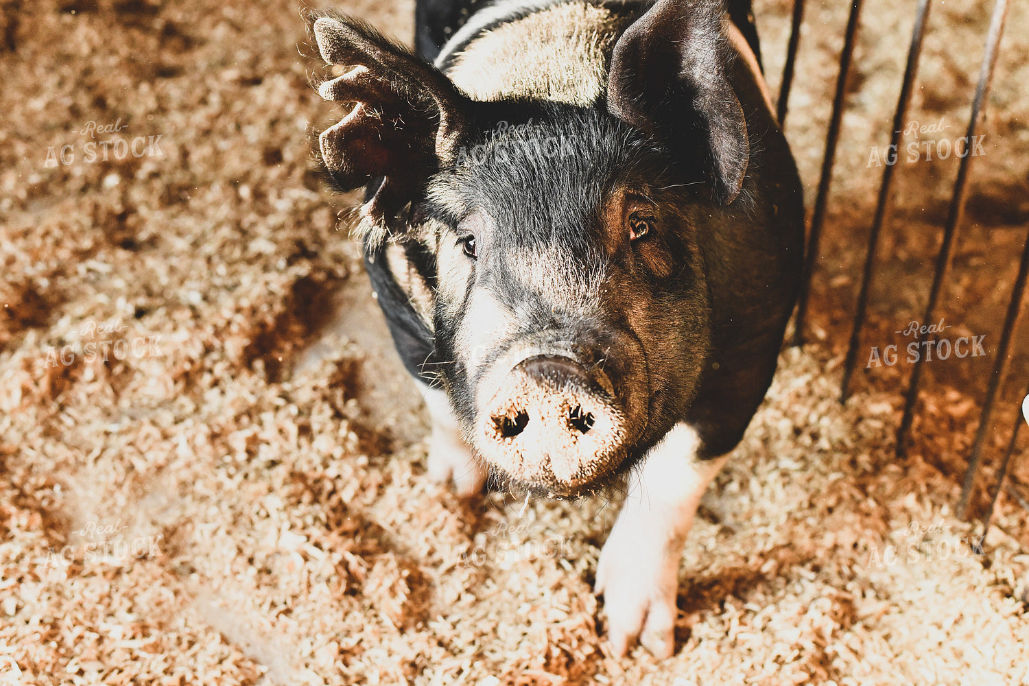 Pig in Pen with Shavings 86020
