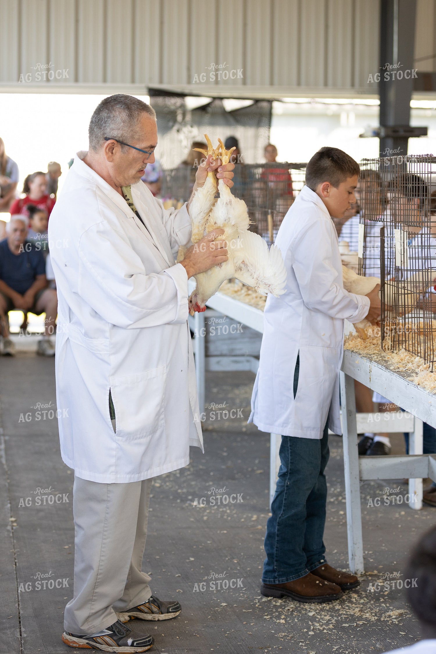 Judging Chickens at Fair 52500