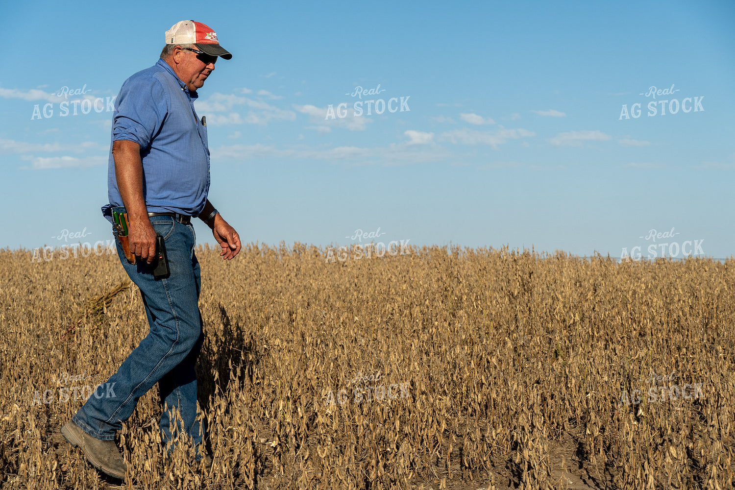 Farmer in Hail Damaged Soybean Field 65076