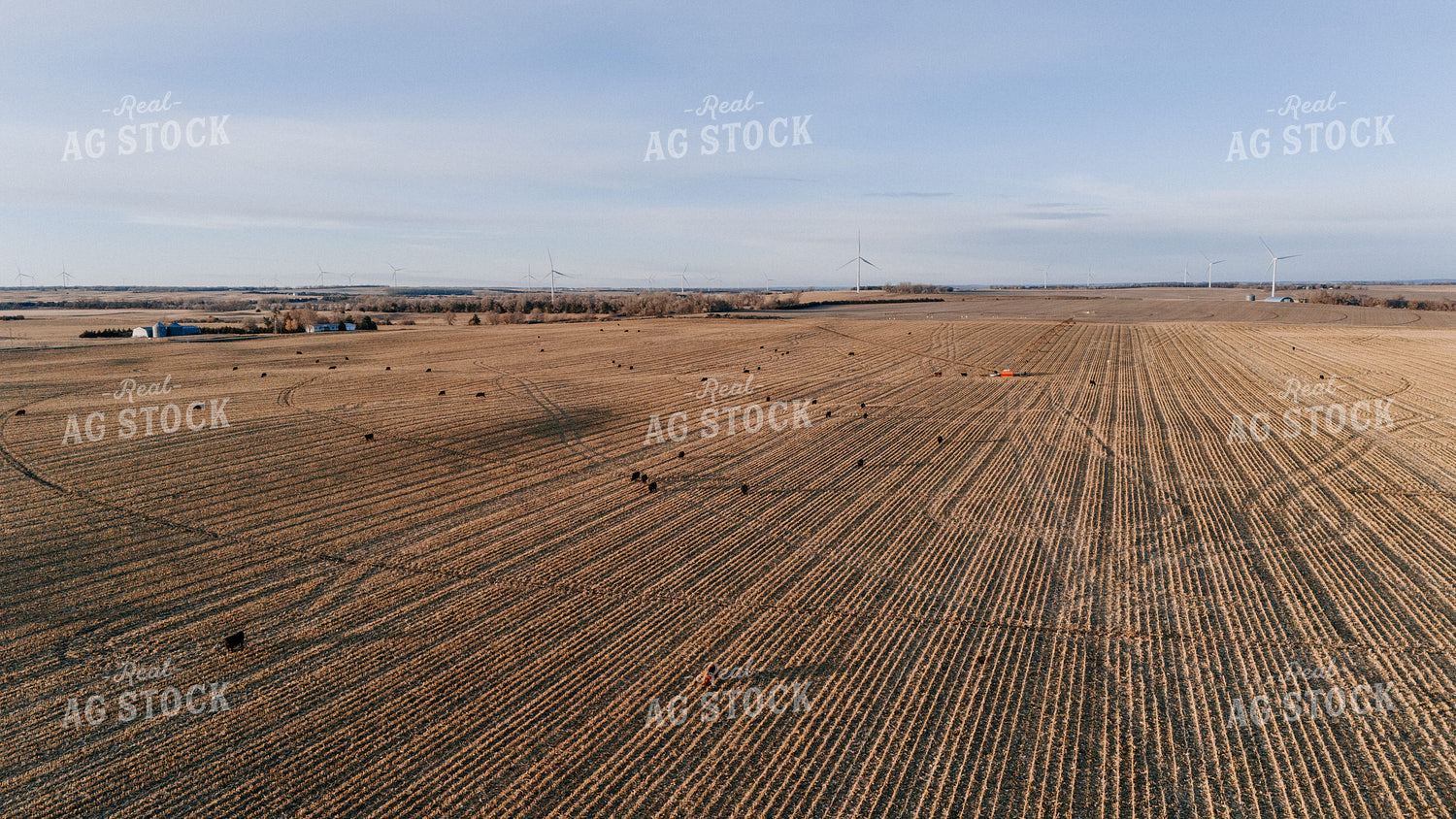 Cattle Grazing in Cornfield 77302