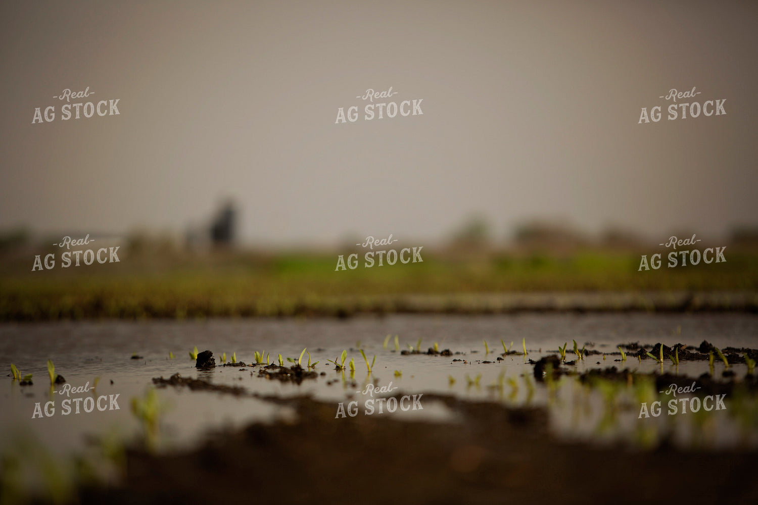 Flooded Early Growth Corn 5547