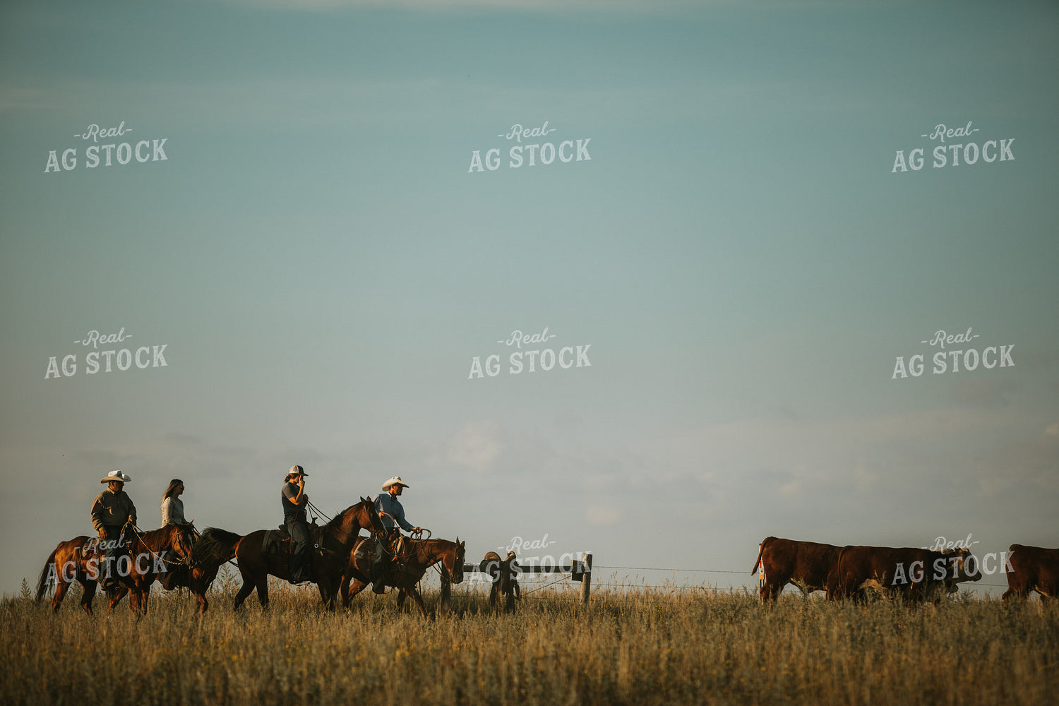 Ranchers and Cattle in Pasture 6405