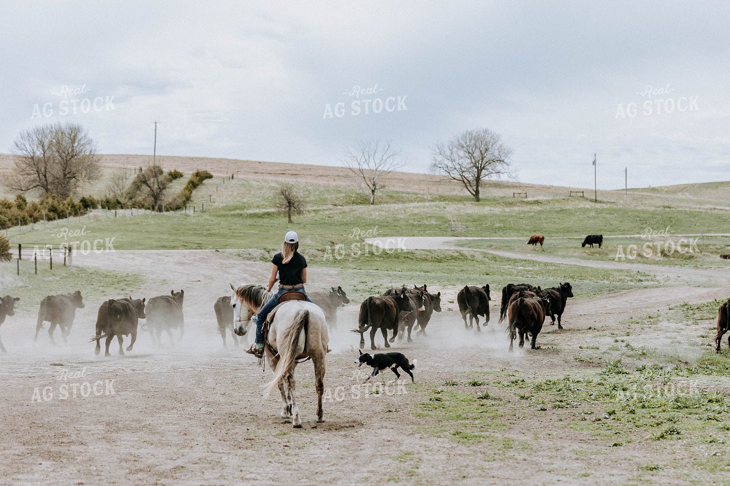 Cattle in Pasture with Horse 77077
