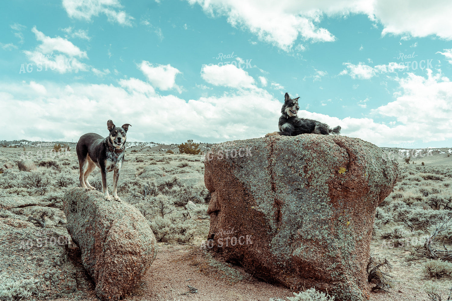 Ranch Dogs 58093