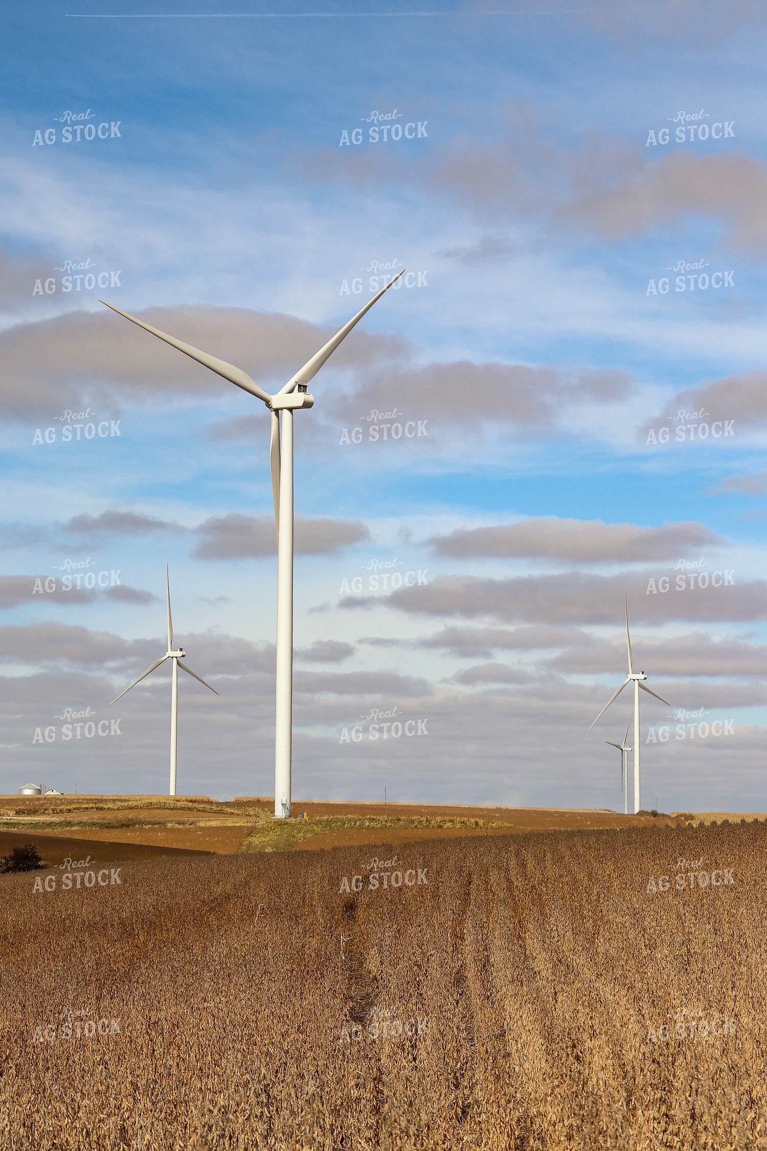 Dried Soybean Field with Windmill 67023