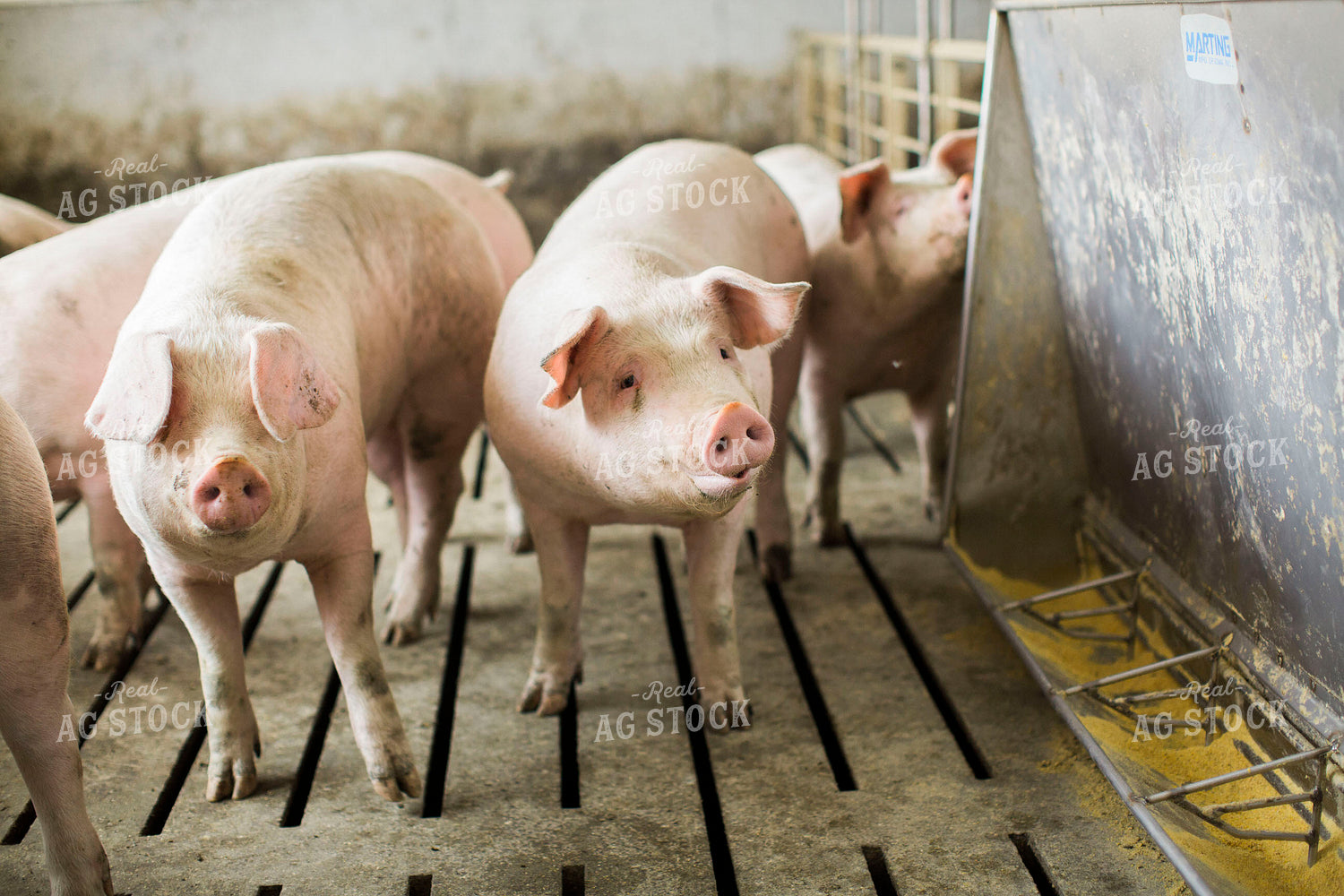 Pigs in Barn with Feeder 3886