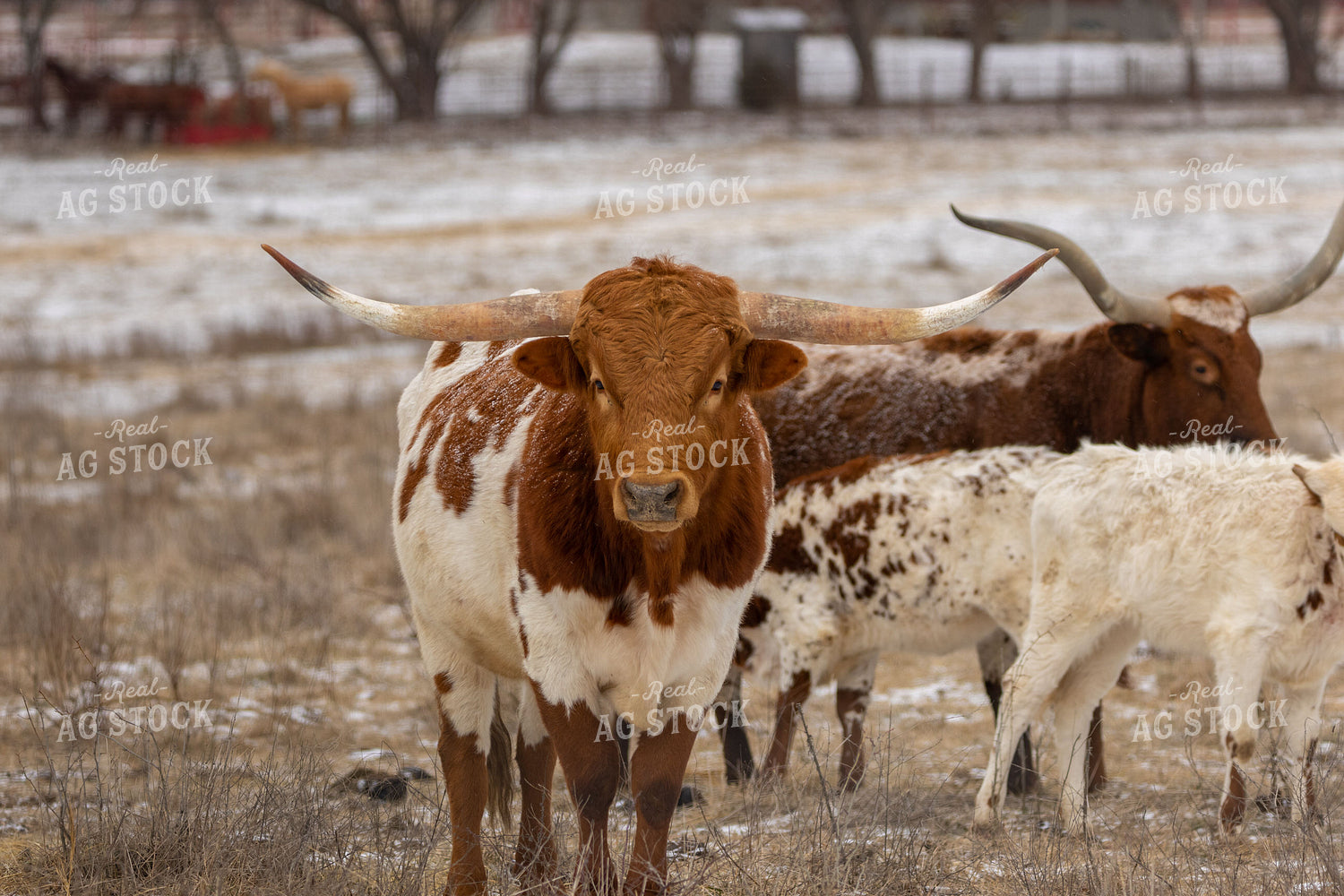 Longhorn Cattle 162017