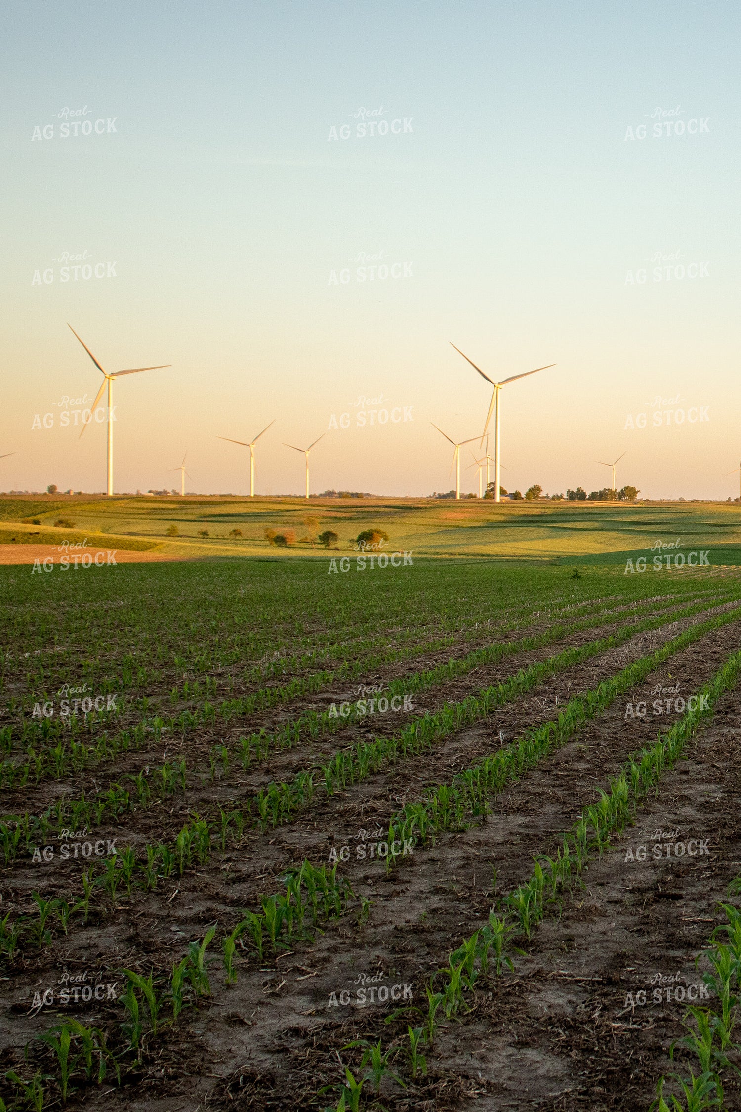 Corn Field with Windmills 67111