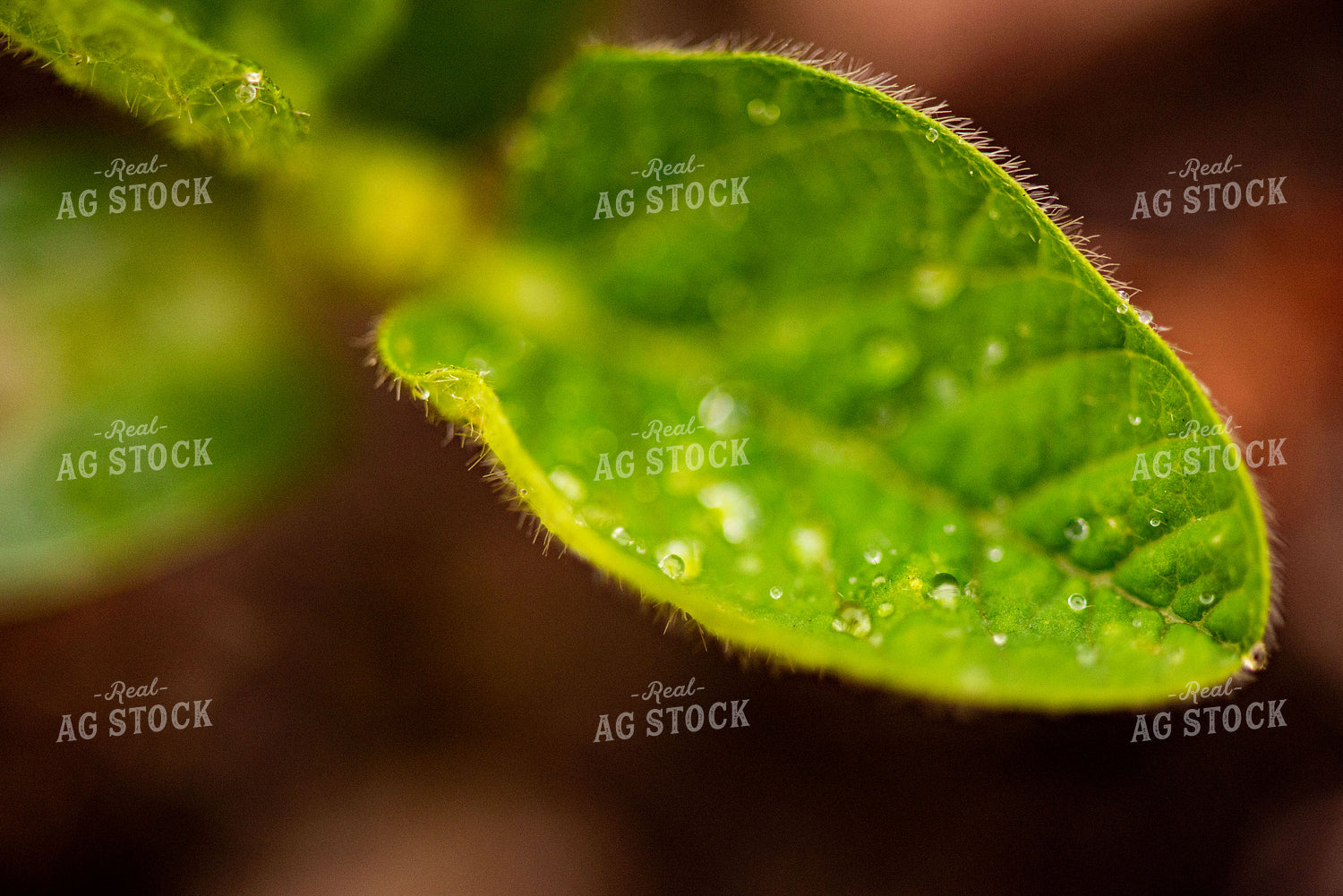 Water Droplets on Young Soybean Plant Leaves 136051