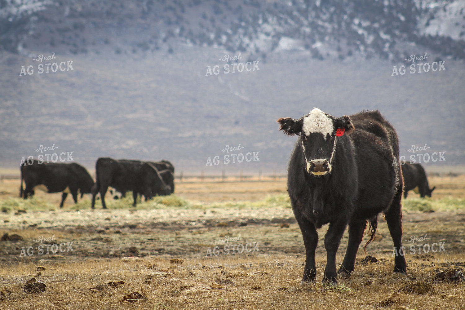 Angus Replacement Heifer Cattle on Pasture 78115