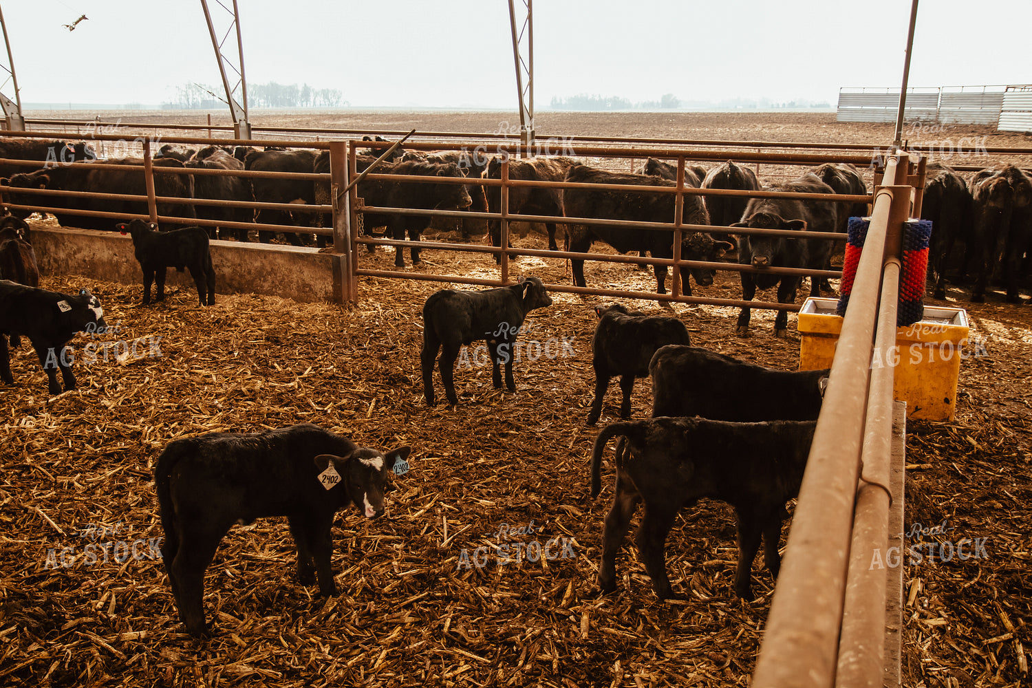 Cows & Calves 67655