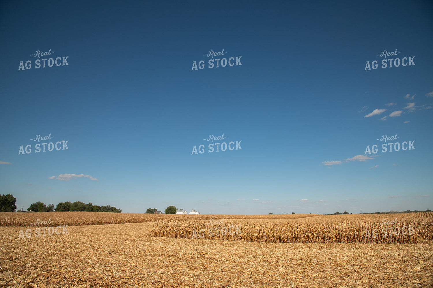 Dried Corn Waiting to be Harvested on a Sunny Day 25932