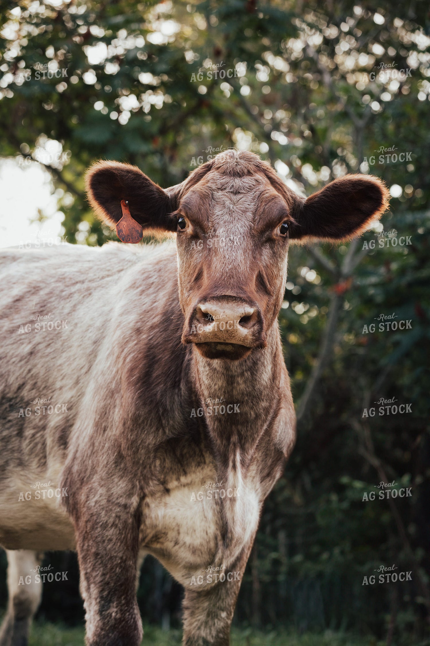 Shorthorn Heifer 178061