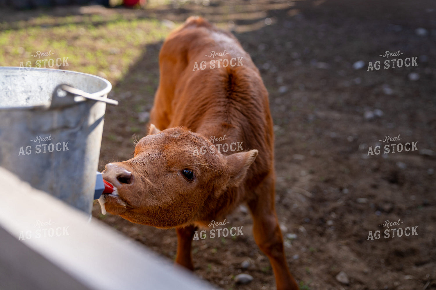Young Calf Drinking Milk from a Bottle on a Sunny Farmyard 65306
