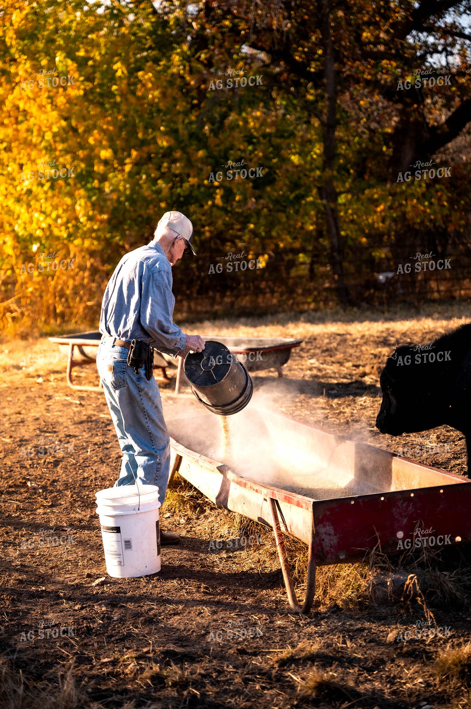Farmer Feeding Cattle 115485