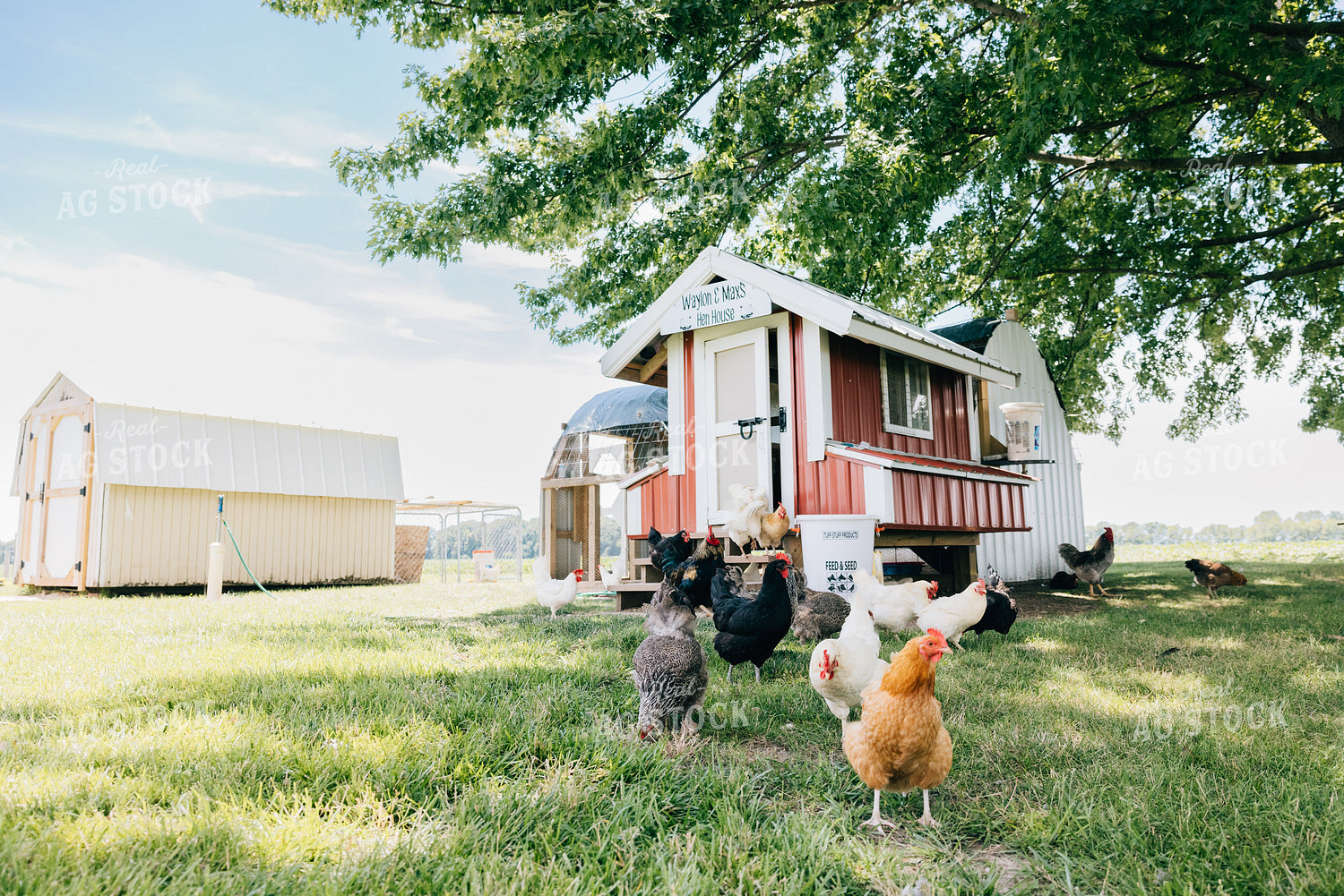 Backyard Chickens 178072