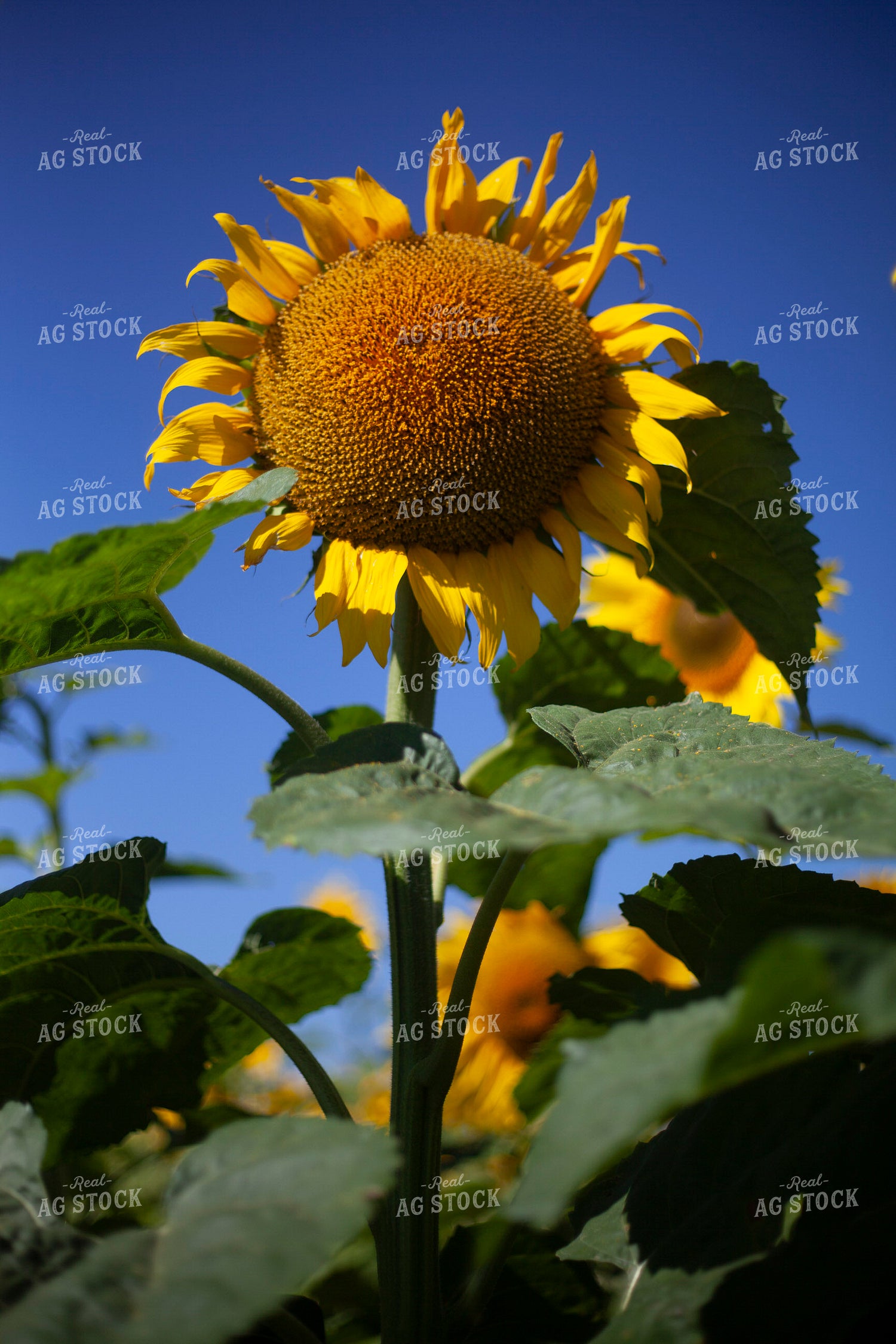 Sunflowers 2083