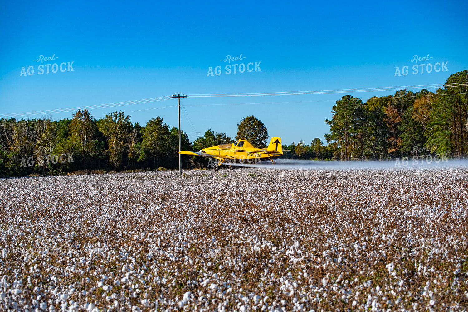 Crop Duster Spraying Cotton Field 136257