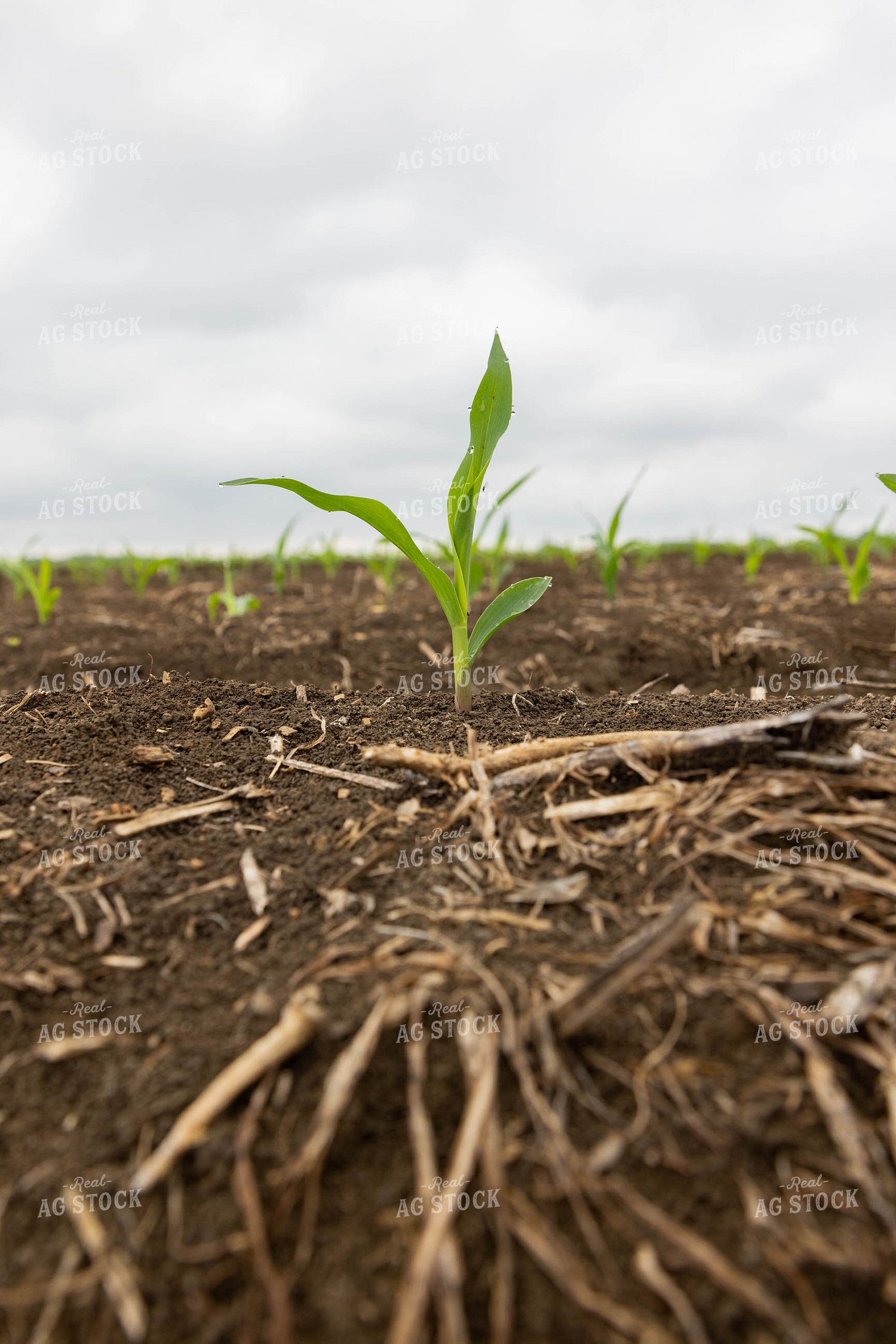 Early Growth Corn 79639