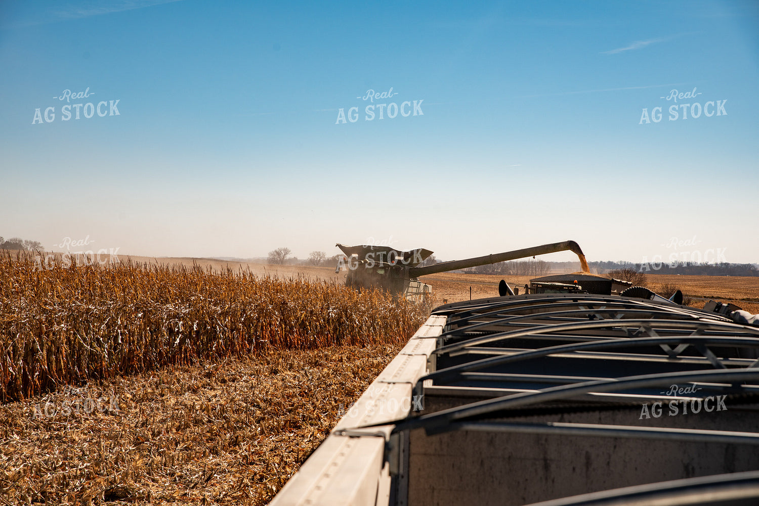 Corn Harvest 76297