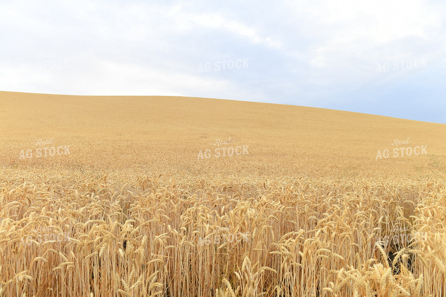 Wheat Field 129053