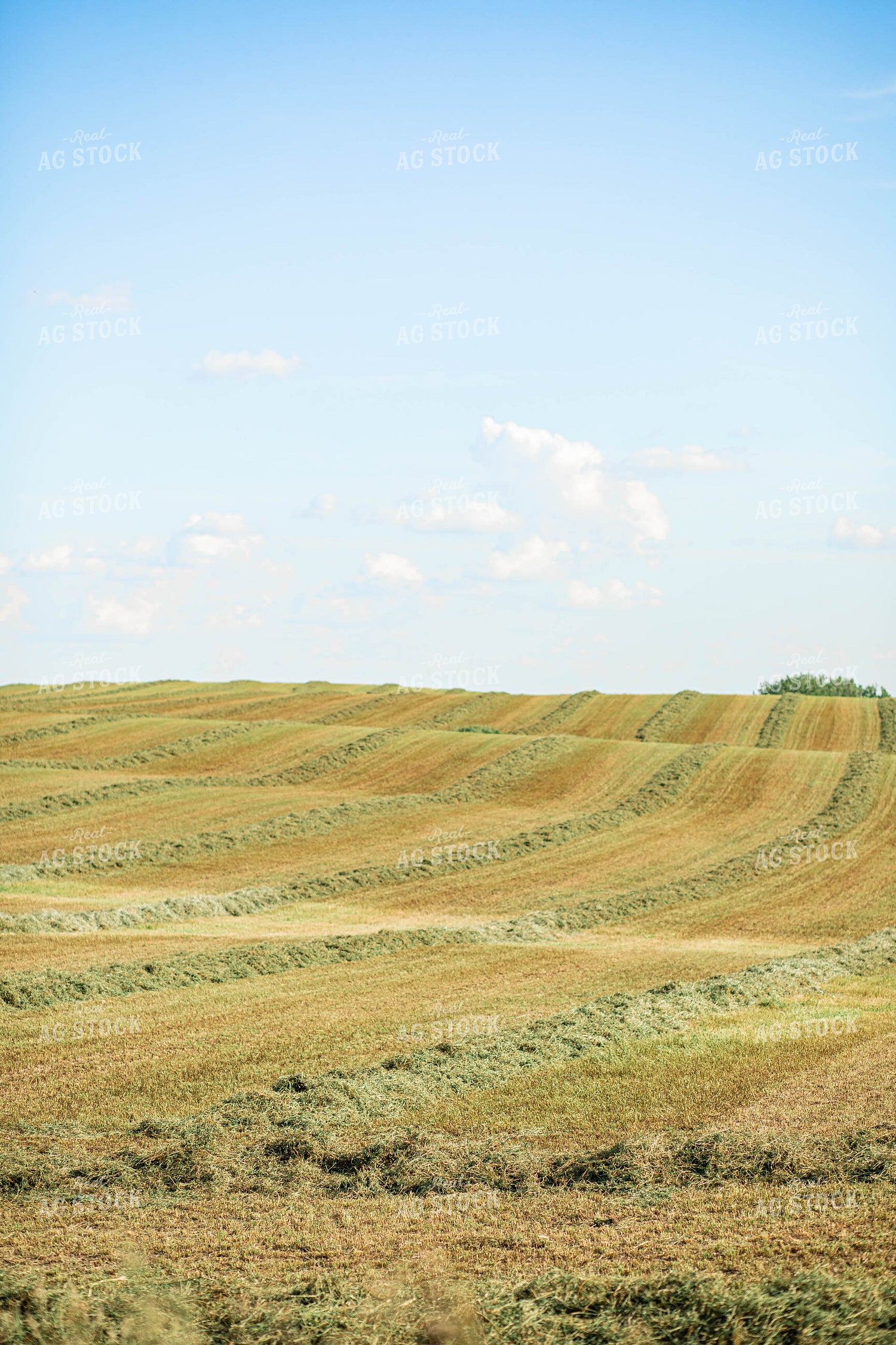 Cut Hay Field 215032