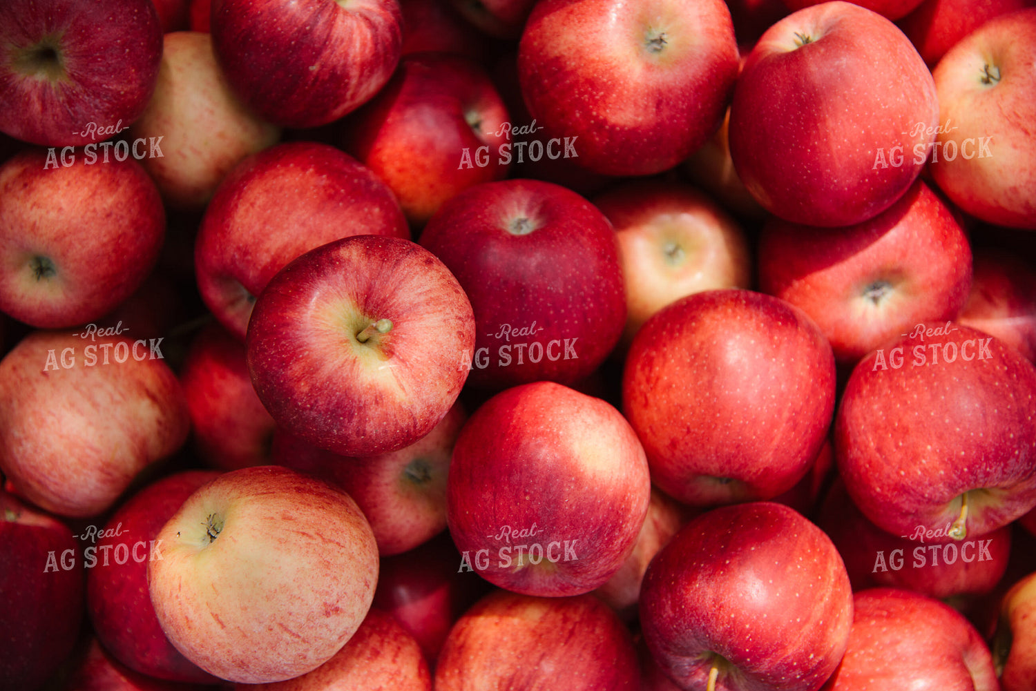 Gala Apples 137083