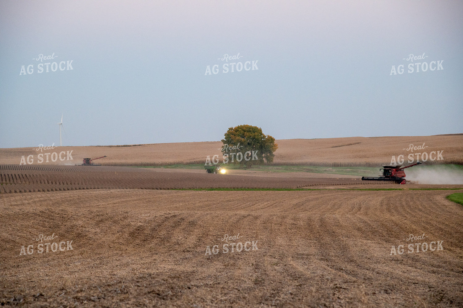 Two Combines Harvesting Soybeans at Sunset 25797