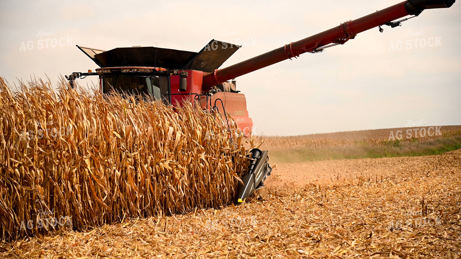 Combine Harvesting Corn 25596