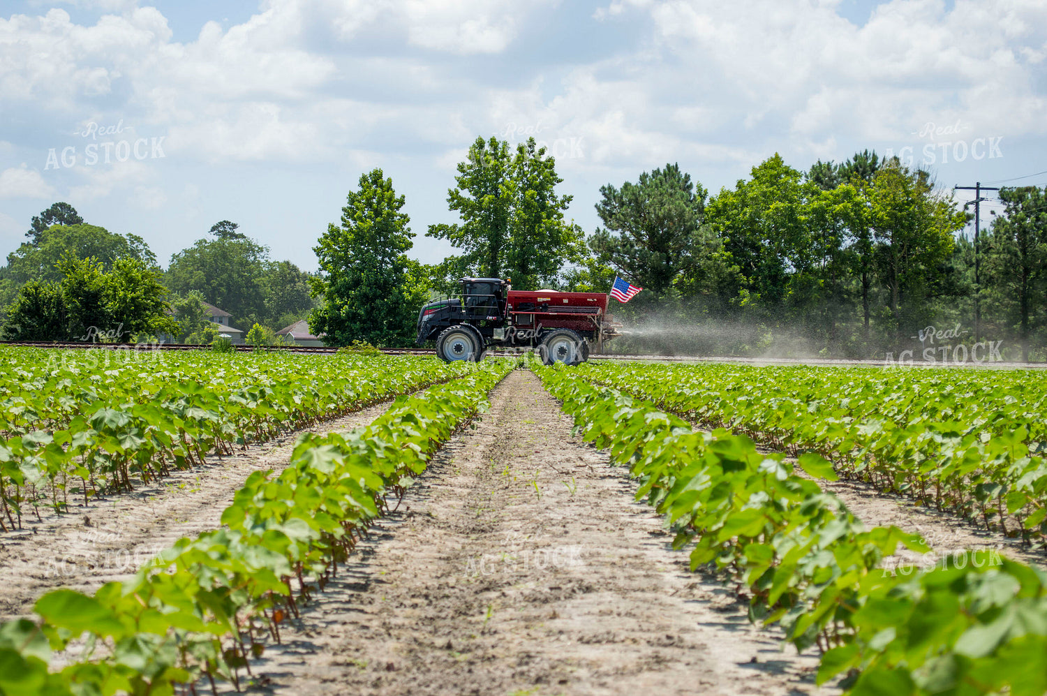 Spreading Dry Fertilizer in Cotton Field 136186