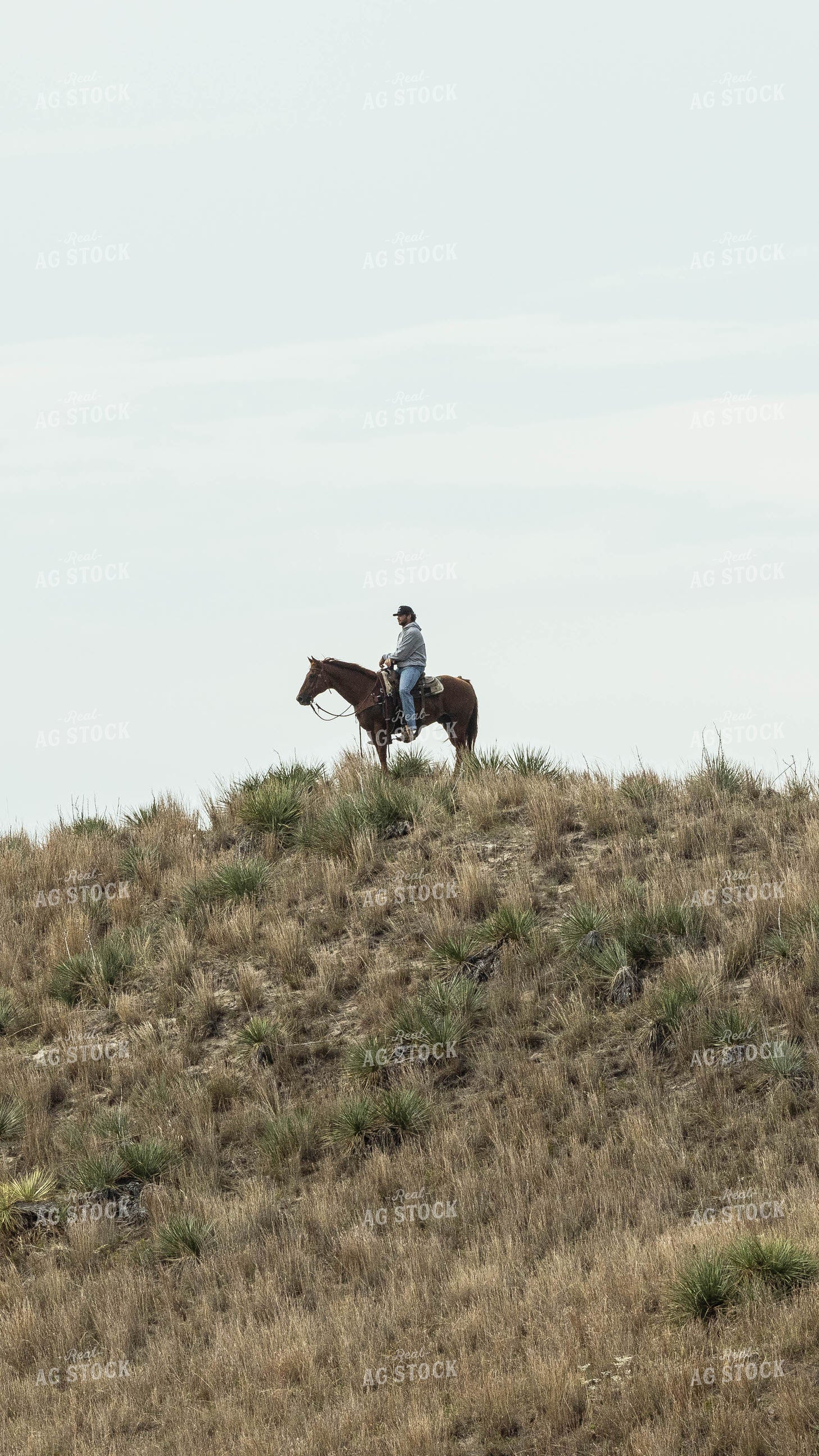 Rancher on Horse at Top of Hill 114054