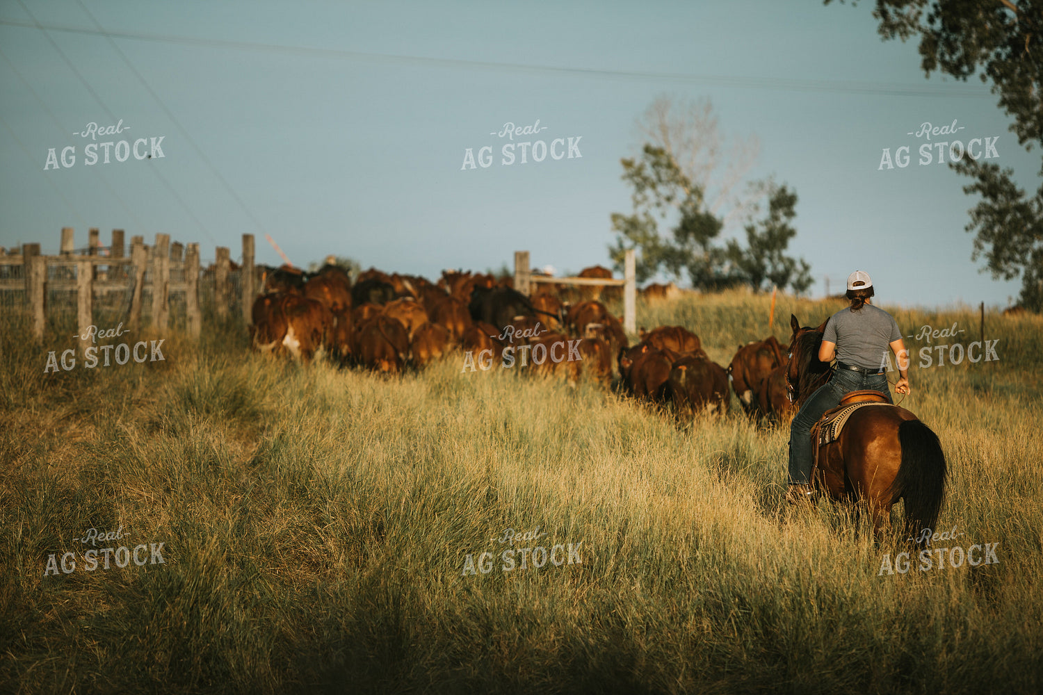 Rancher and Cattle in Pasture 6395