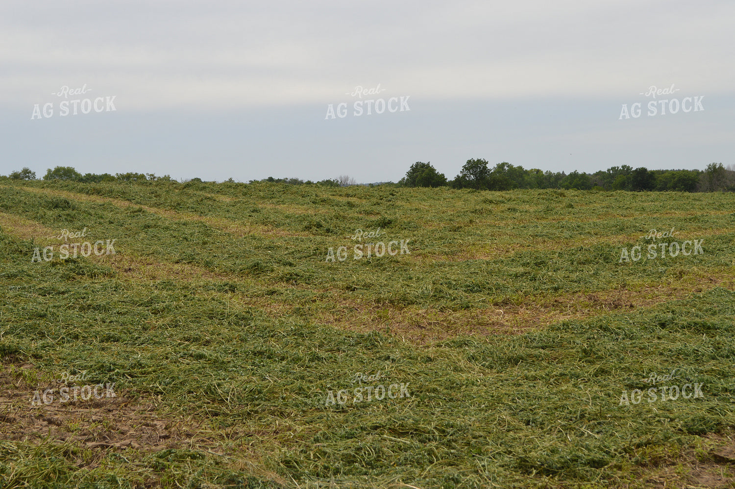 Cut Hay 206031