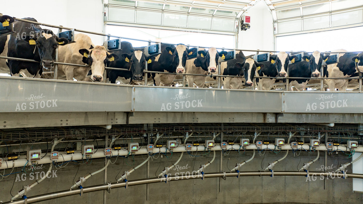 Holsteins in Rotating Milking Parlor 52689