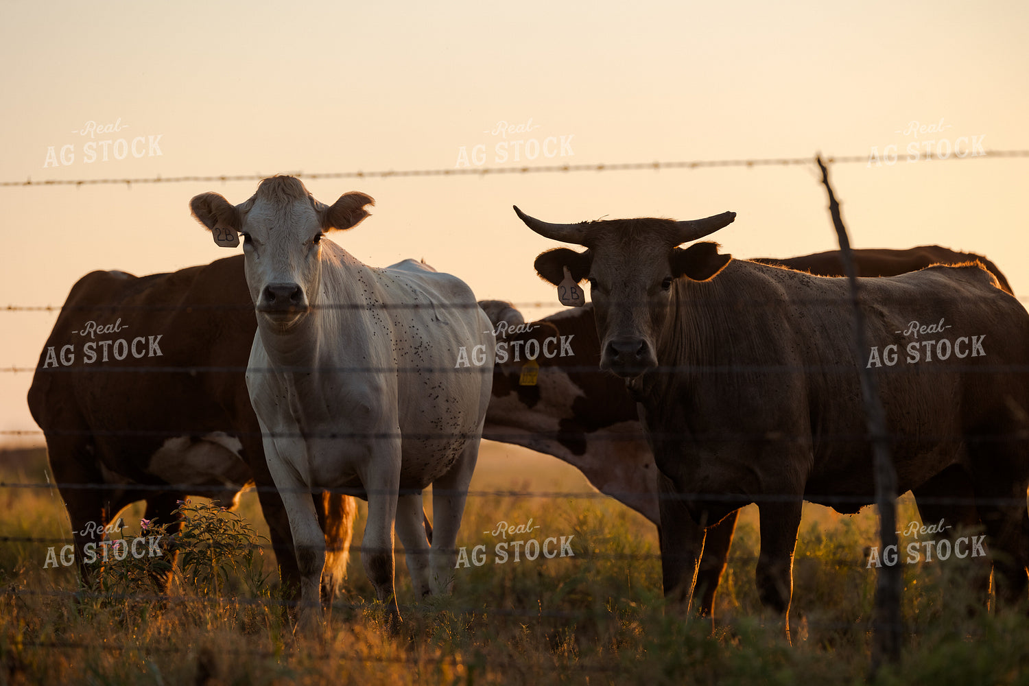 Shorthorn Cattle 205066