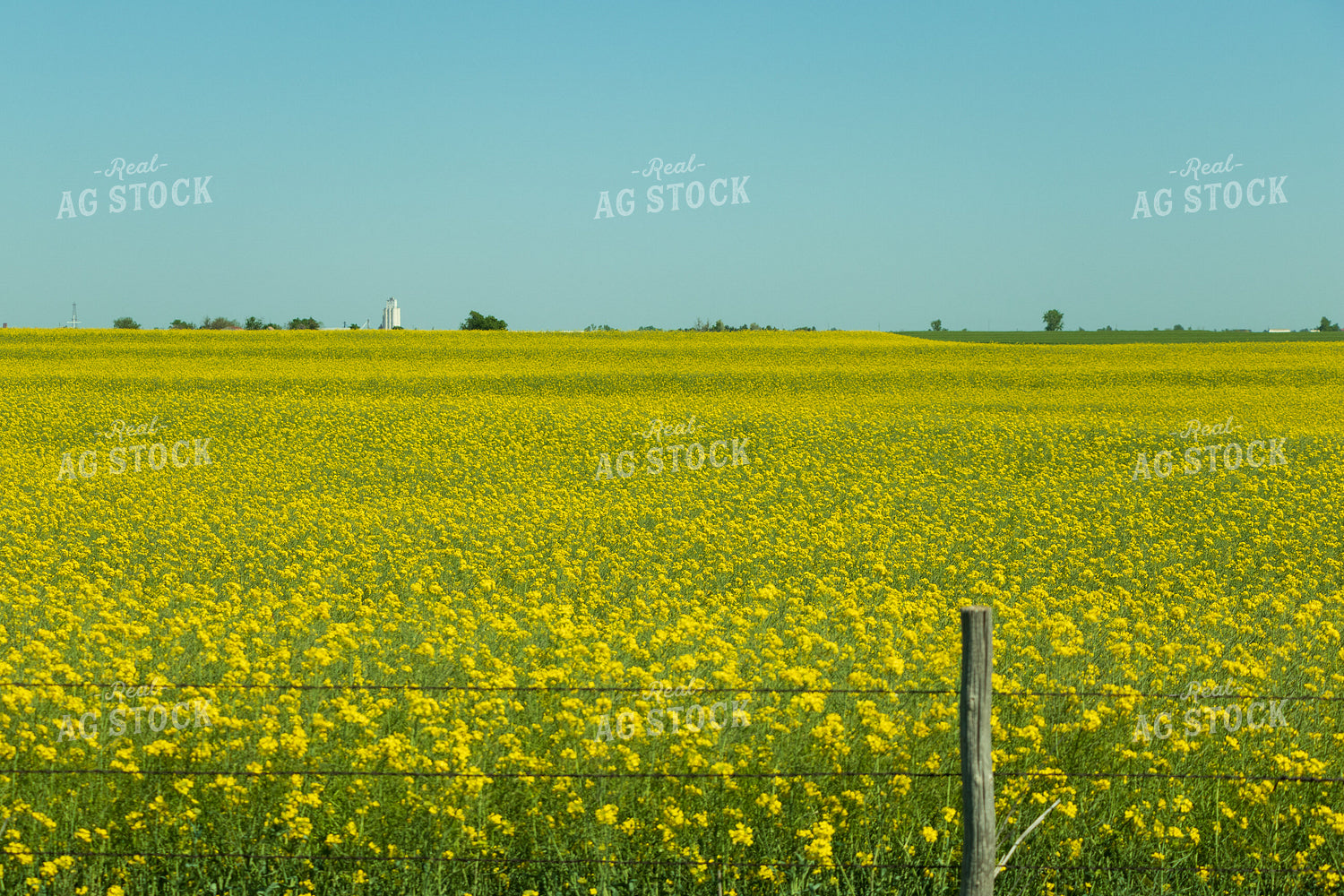 Canola Field 71020
