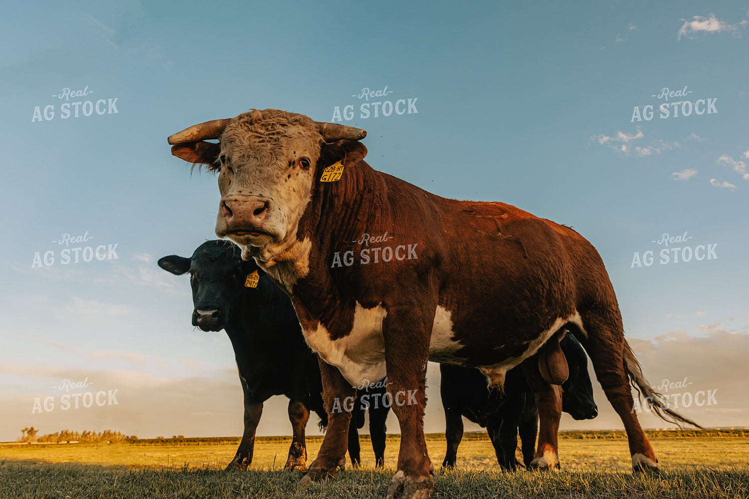Bull Hereford in Pasture 61105