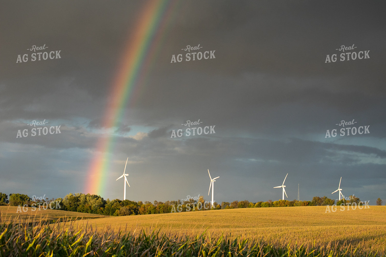 Rainbow Over Corn Field 145016