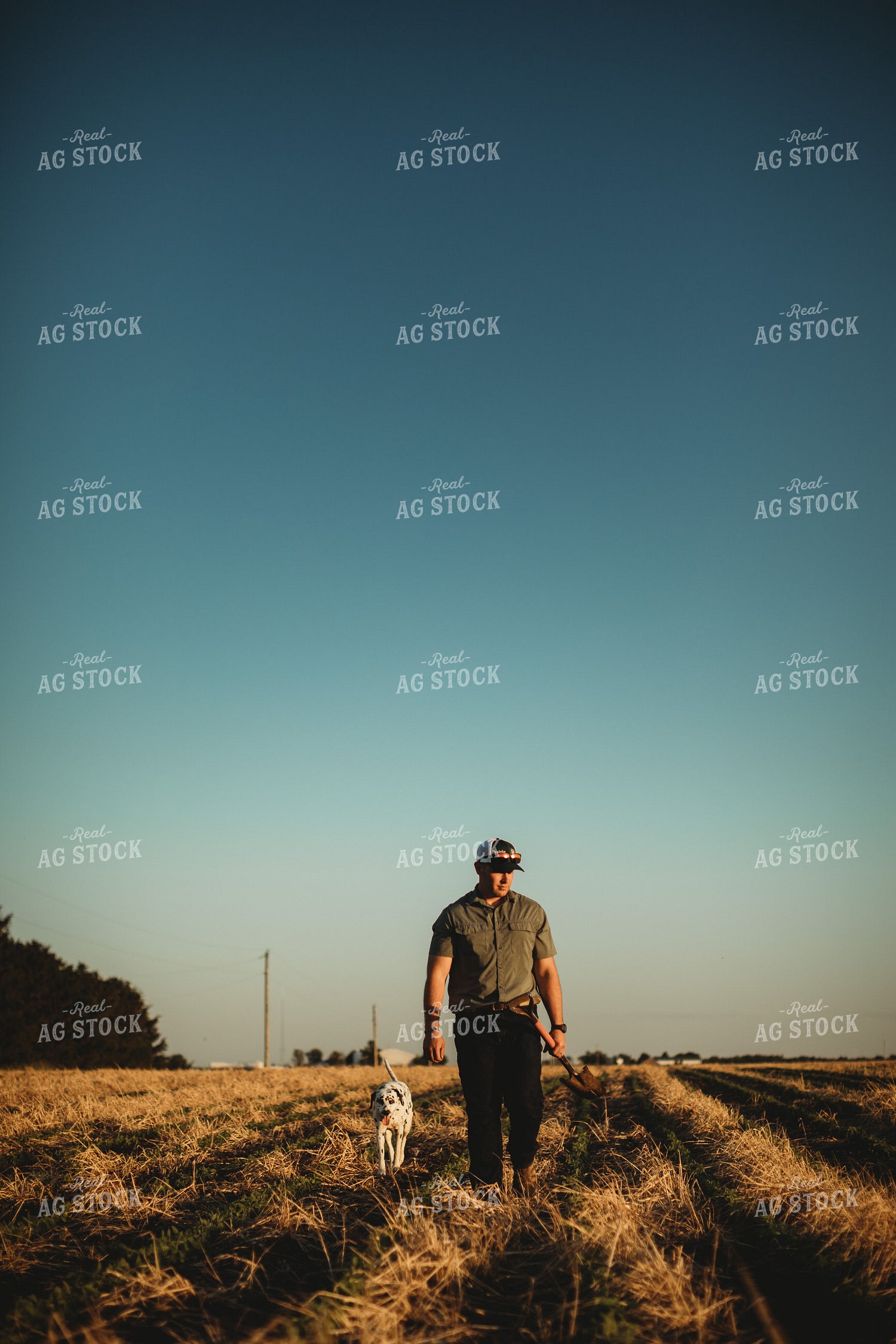 Farmer Agronomist with Shovel in Soybean and Rye Cover Crop Field 5894