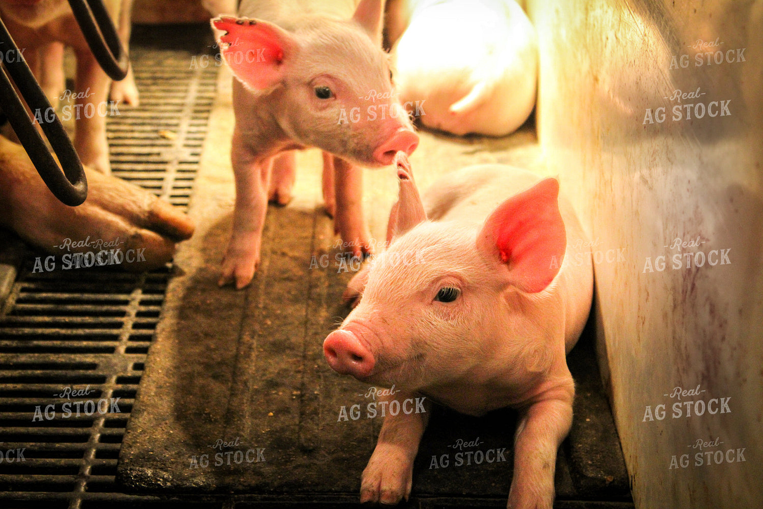 Piglets in Farrowing Pen 101001