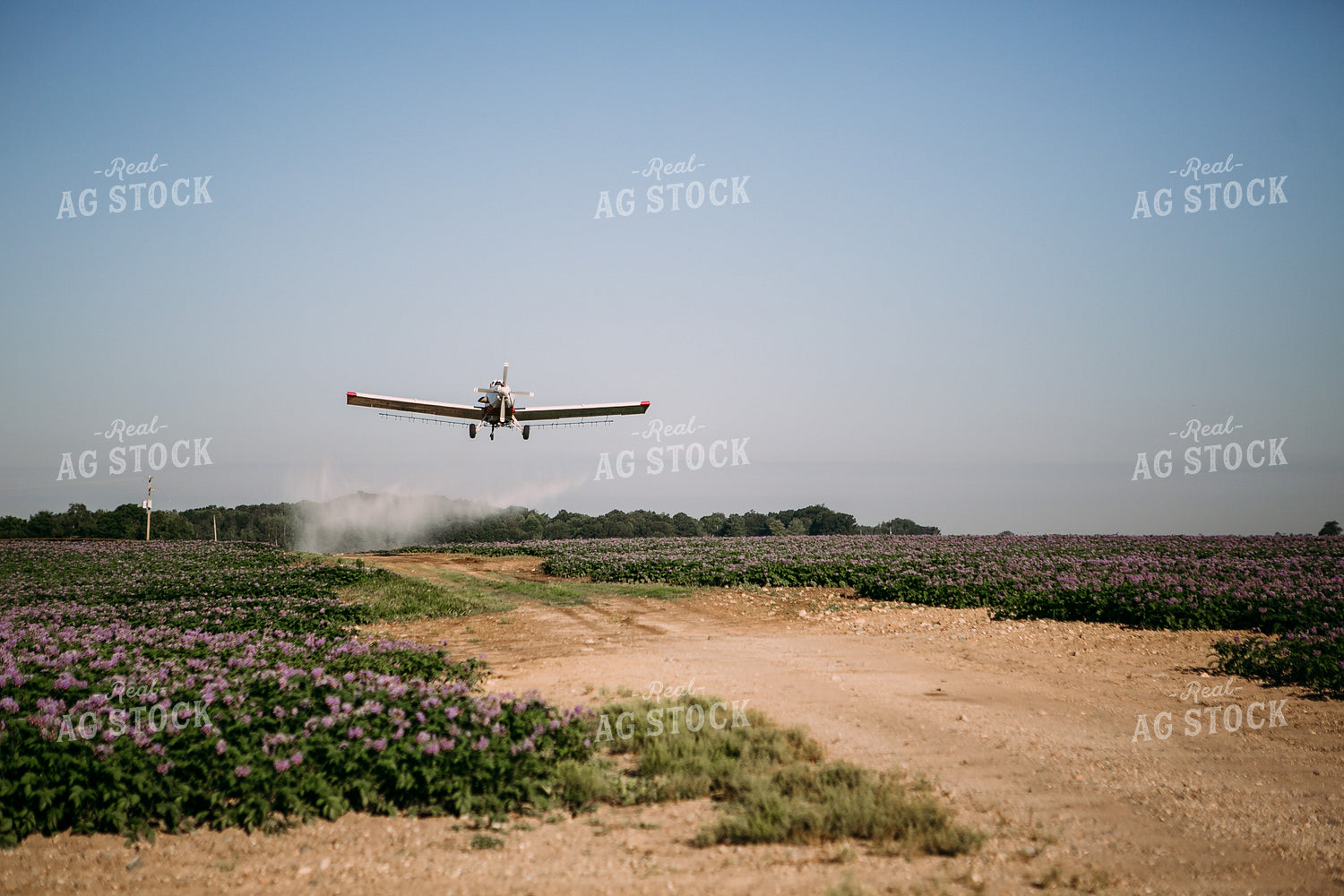 Crop Duster over Flowering Potato Field 169031
